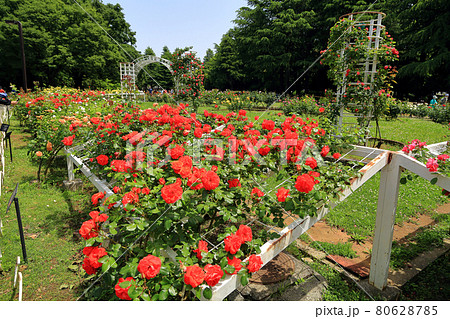 東京 春の代々木公園 東京 春の代々木公園 80628785