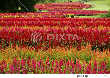 森林公園の羽毛ケイトウの花畑 80629066