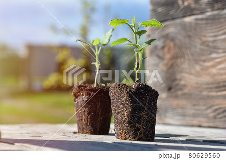 Young green sprouts of tree in pots ready to planting. Green sapling of Paulownia tree 80629560