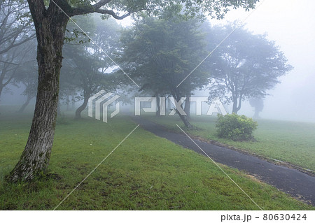 公園 霧の散歩道 公園 霧の散歩道 80630424