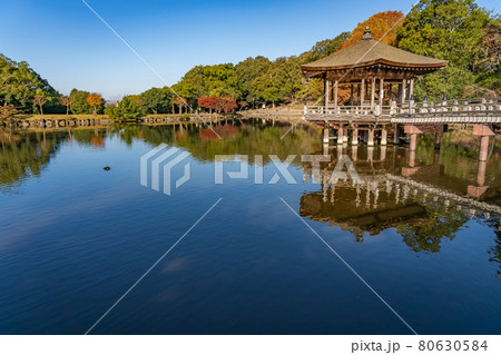 奈良県奈良市奈良公園内　紅葉の美しい鷺池に浮かぶ浮見堂 80630584