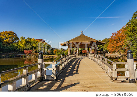 奈良県奈良市奈良公園内 紅葉の美しい鷺池に浮かぶ浮見堂 奈良県奈良市奈良公園内 紅葉の美しい鷺池に浮かぶ浮見堂 80630656