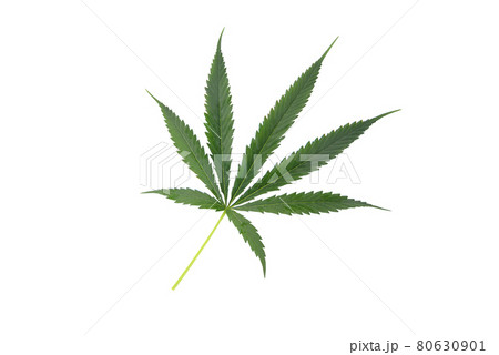 Green cannabis leaves, marijuana isolated on white background. Growing medical and herb marijuana. 80630901