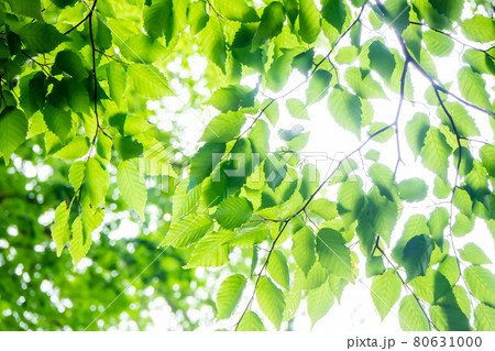 木々の葉を強く照らす日差しと青空の写真素材 木々の葉を強く照らす日差しと青空の写真素材