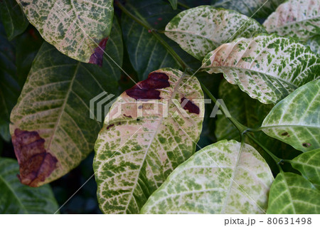 Brown and yellow damage by anthracnose on the green leaf of Robusta coffee plant tree, Plant diseases that damage agriculture Brown and yellow damage by anthracnose on the green leaf of Robusta coffee plant tree, Plant diseases that damage agriculture 80631498