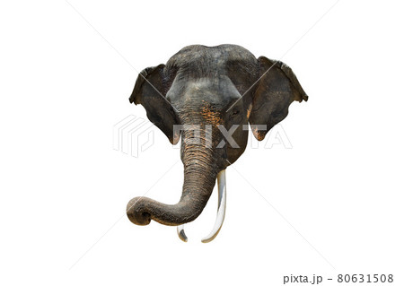 Elephant Head. Asia elephant on isolated white Elephant Head. Asia elephant on isolated white 80631508