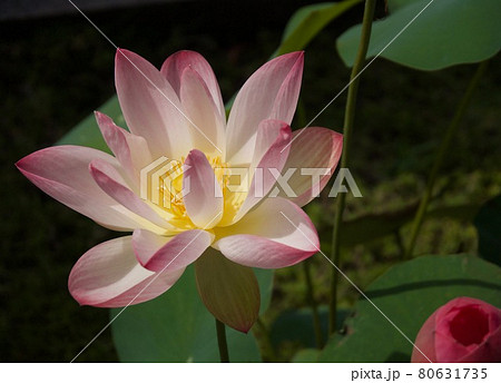 ピンクの蓮の花の開花 80631735