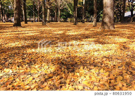 代々木公園 秋 落葉 代々木公園 秋 落葉 80631950