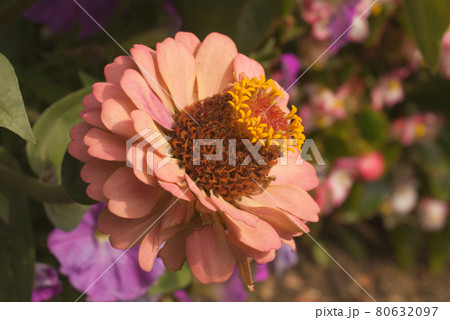 Zinnia elegans, the closeup view of the light orange blossom. This flowering plant of the daisy family Asteraceae is also known as Zinnia violacea, youth-and-age, common zinnia or elegant zinnia. Zinnia elegans, the closeup view of the light orange blossom. This flowering plant of the daisy family Asteraceae is also known as Zinnia violacea, youth-and-age, common zinnia or elegant zinnia. 80632097