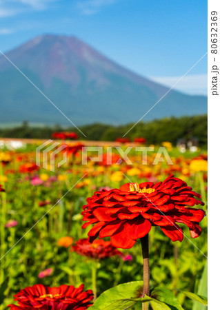 山梨県山中湖近くにある花の都公園の百日草(ジニア)と富士山が美しい 山梨県山中湖近くにある花の都公園の百日草(ジニア)と富士山が美しい 80632369