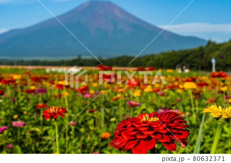 山梨県山中湖近くにある花の都公園の百日草(ジニア)と富士山が美しい 山梨県山中湖近くにある花の都公園の百日草(ジニア)と富士山が美しい 80632371