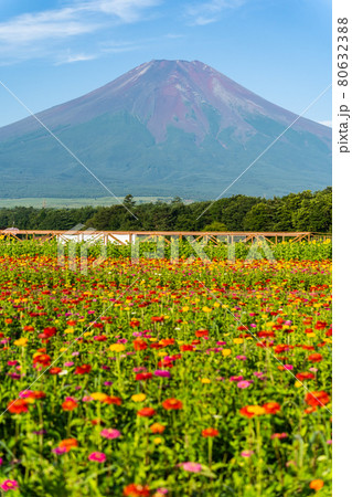 山梨県山中湖近くにある花の都公園の百日草(ジニア)と富士山が美しい 山梨県山中湖近くにある花の都公園の百日草(ジニア)と富士山が美しい 80632388