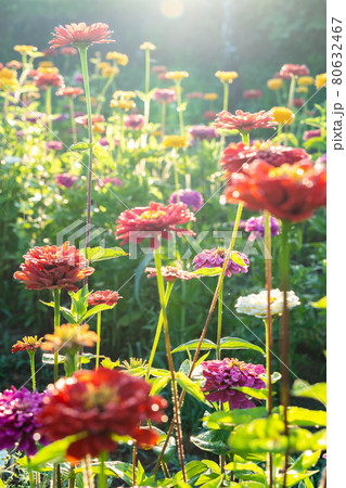 山梨県山中湖の近くにある花の都公園の百日草 80632467