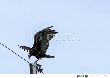 Turkey Vulture (cathartes aura) 80632979