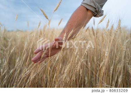Close-up farmer touching his crop with hand in a golden wheat field.  80633209