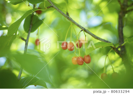 木の実　赤い木の実　散歩道の発見 80633294