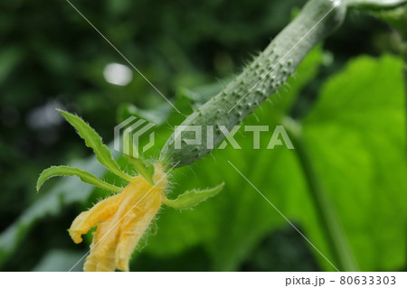 胡瓜の雌花と小さな胡瓜 80633303