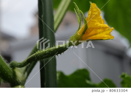 胡瓜の雌花と小さな胡瓜 胡瓜の雌花と小さな胡瓜 80633304