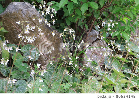 満開の白いユキノシタの花 満開の白いユキノシタの花 80634148