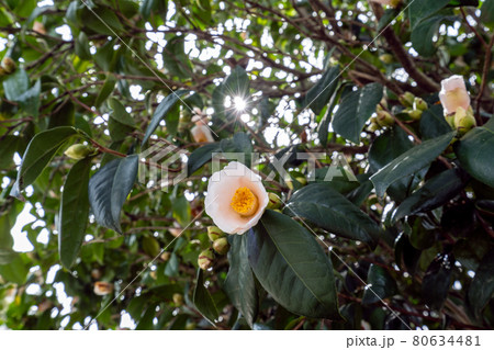 薄い紅をさしたツバキの花 薄い紅をさしたツバキの花 80634481
