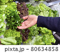 Close up woman's hand choosing fresh lettuce in supermarket. 80634858