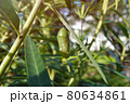 A monarch butterfly pupae hanging under the leaf. 80634861