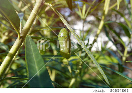 A monarch butterfly pupae hanging under the leaf. 80634861
