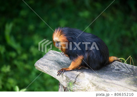 Portrait of golden tamarin in zoologic park 80635210