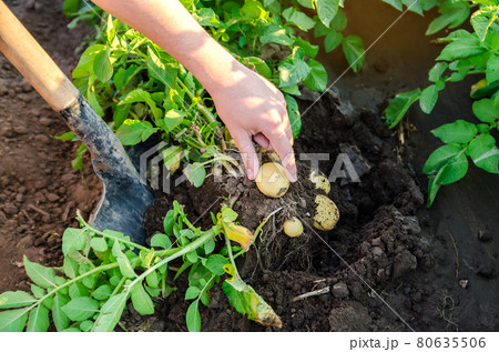 Farmer holds freshly picked potatoes in the field. Harvesting, harvest. Organic vegetables. Agriculture and farming. Potato. Selective focus. Farmer holds freshly picked potatoes in the field. Harvesting, harvest. Organic vegetables. Agriculture and farming. Potato. Selective focus. 80635506