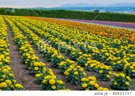 【北海道中富良野町】ファーム富田・秋の彩りの畑「サルビア」　7月 80635737