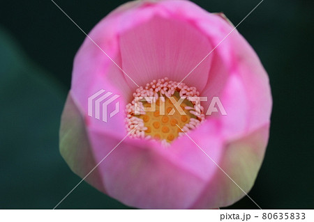 初夏の蓮田で咲きかけた、ピンクのハスの花 初夏の蓮田で咲きかけた、ピンクのハスの花 80635833