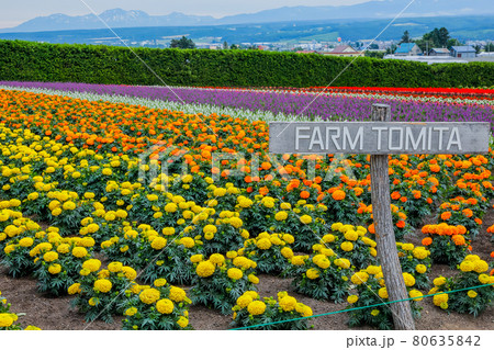 【北海道中富良野町】ファーム富田・秋の彩りの畑「フレンチマリーゴールド」　7月 80635842