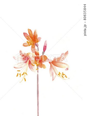 野に咲くノカンゾウの花 野萱草 山野草 水彩画 白バック のイラスト素材