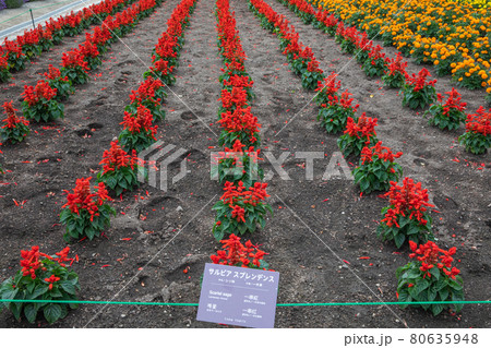 【北海道中富良野町】ファーム富田・秋の彩りの畑「サルビア」　7月 80635948