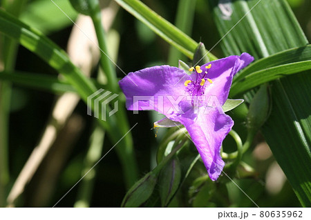 梅雨の晴れ間に咲いた、紫の花、オオムラサキツユクサ 80635962