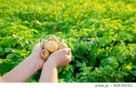 Farmer holds freshly picked potatoes in the field. Harvesting, harvest. Organic vegetables. Agriculture and farming. Potato. Selective focus. 80636082