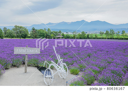 【北海道中富良野町】ファーム富田のラベンダー・倖の畑　7月 80636167
