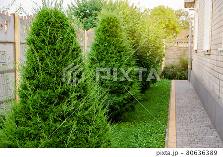Beautiful green thujas grow in front of the house. Live plants, bushes and lawn with clover. Landscaping of the territory. Decorate a private house. Selective focus 80636389
