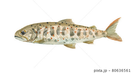 アマゴ サツキマス アマゴ サツキマス 80636561