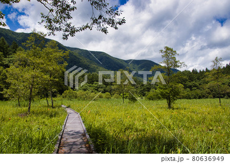 夏の親海湿原 長野県白馬村 夏の親海湿原 長野県白馬村 80636949