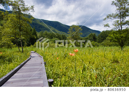 美しいオニユリと夏の親海湿原 長野県白馬村 美しいオニユリと夏の親海湿原 長野県白馬村 80636950
