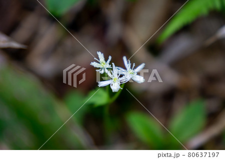 カラマツソウ 80637197