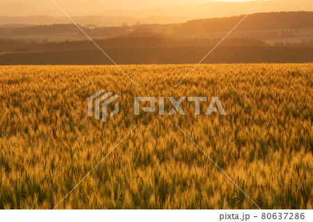 【北海道旭川市】西神楽・就実の丘付近の麦畑　6月 80637286