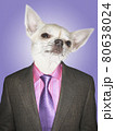 Chihuahua dressed business man 80638024