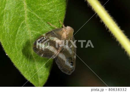 生き物　昆虫　ベッコウハゴロモ、べっ甲と言うより抹茶色。ガのようにも見えますがカメムシの仲間 80638332