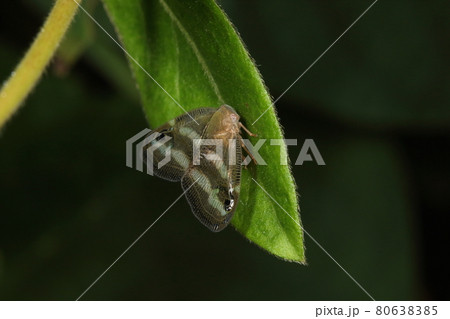 生き物　昆虫　ベッコウハゴロモ、七月の雑木林の林縁。スイカズラに止まる成虫 80638385
