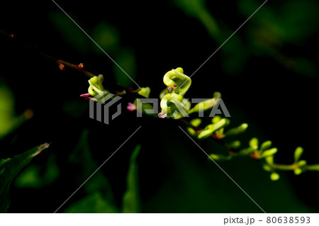 ホドイモ ホドイモ 80638593