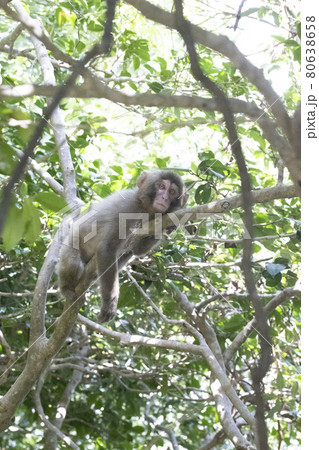 Snow Monkey Snow Monkey 80638658