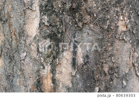 bark of tree texture , soft focus bark of tree texture , soft focus 80639303