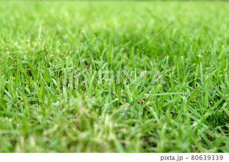 Beautiful green grass texture 80639339